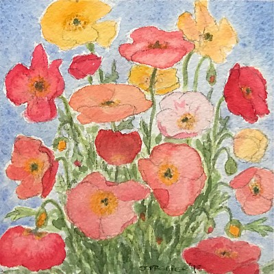 Poppies - Watercolour